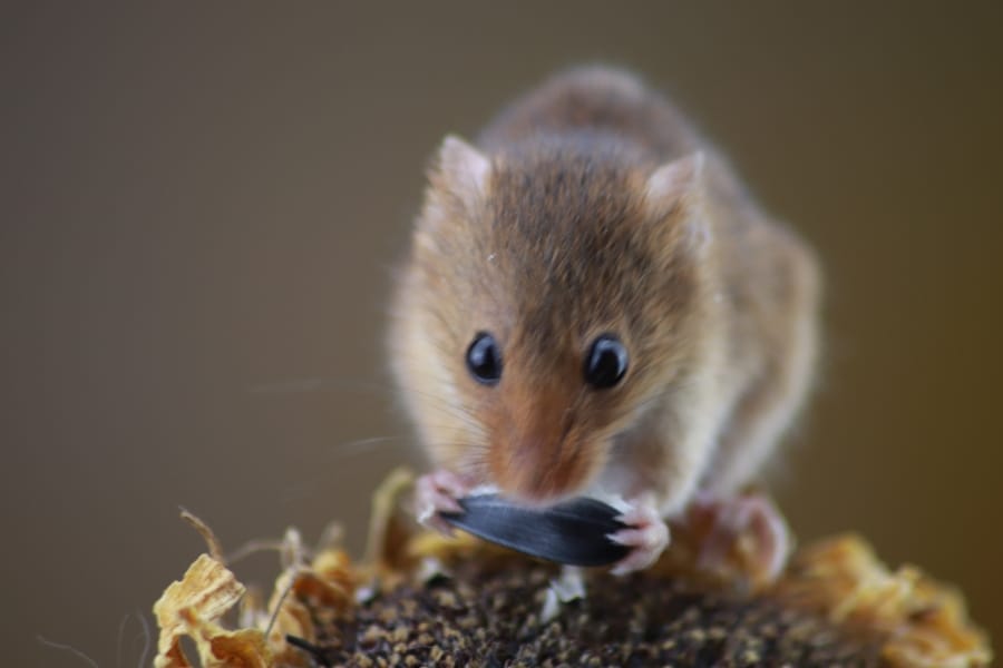 Cách Đuổi Chuột Sử Dụng Mùi Hương "Khắc Tinh" Của Chuột